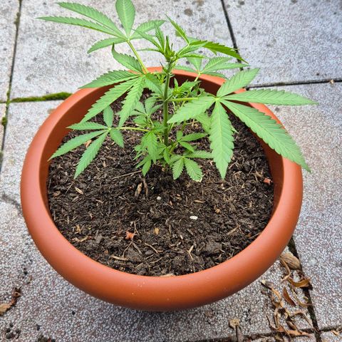 Moby Dick Auto growlog timeline photo
