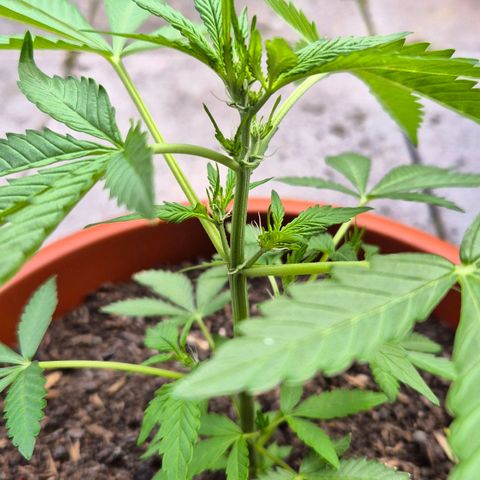 Moby Dick Auto growlog timeline photo