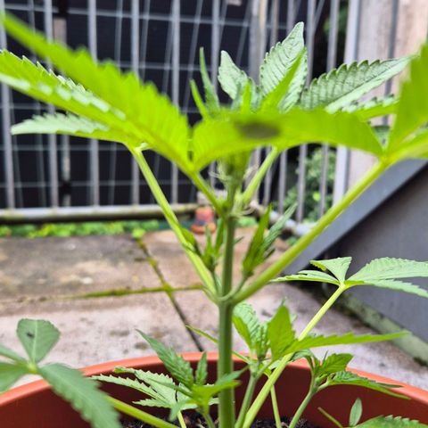 Moby Dick Auto growlog timeline photo