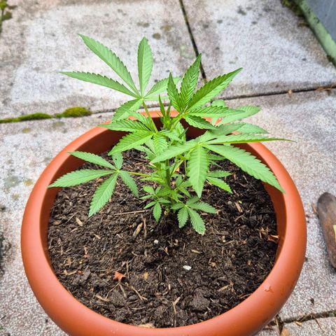 Moby Dick Auto growlog timeline photo