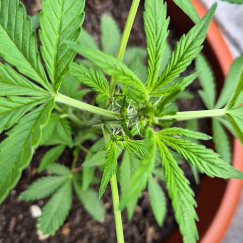 Moby Dick Auto growlog timeline photo