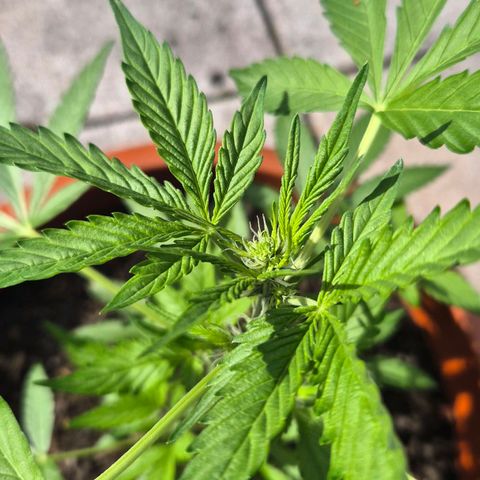 Moby Dick Auto growlog timeline photo