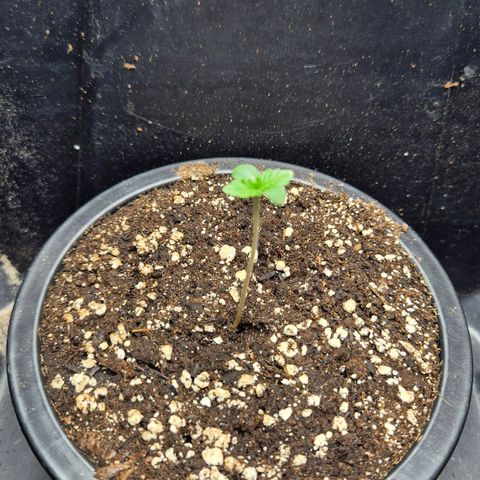 Banana Punch Mango growlog photo: Von 160 auf 380 ppfd