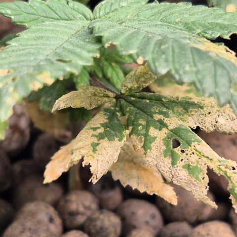 Afghan Lemon growlog timeline photo