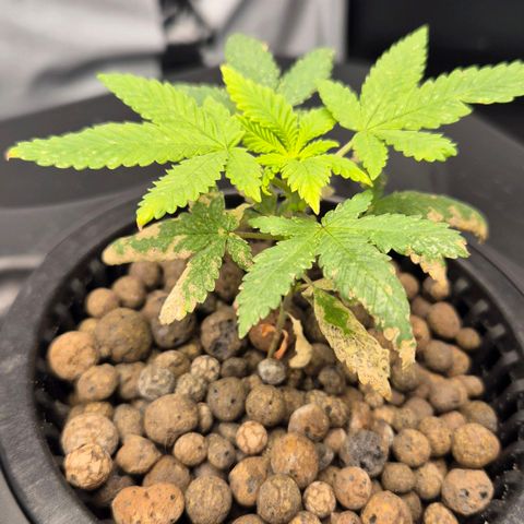 Afghan Lemon growlog timeline photo