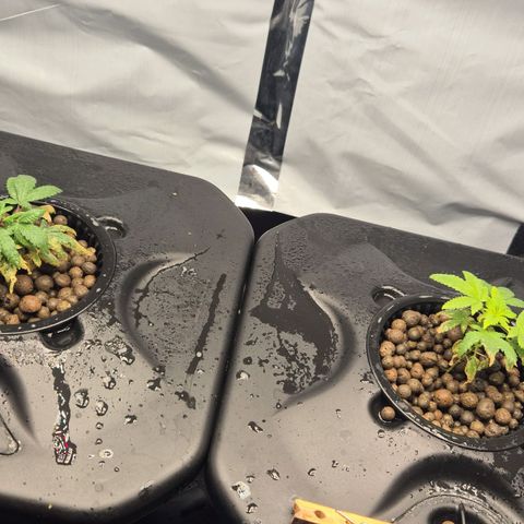 Afghan Lemon growlog timeline photo