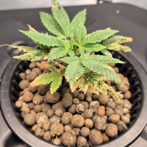 Afghan Lemon growlog timeline photo