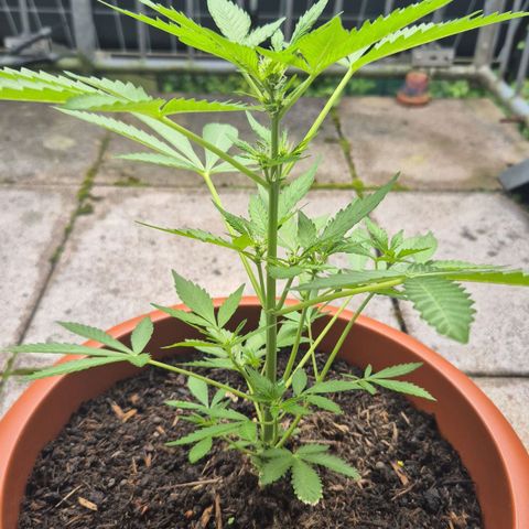 Moby Dick Auto growlog timeline photo