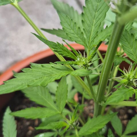 Moby Dick Auto growlog timeline photo