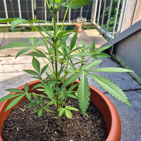 Moby Dick Auto growlog timeline photo