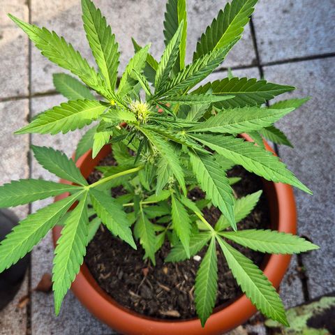 Moby Dick Auto growlog timeline photo