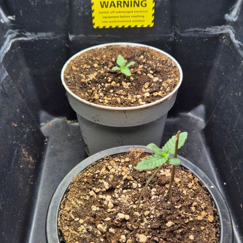 Banana Punch Mango growlog timeline photo