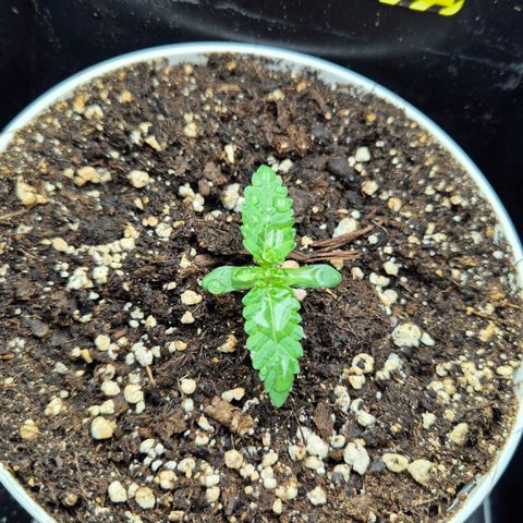 Banana Punch Mango growlog timeline photo