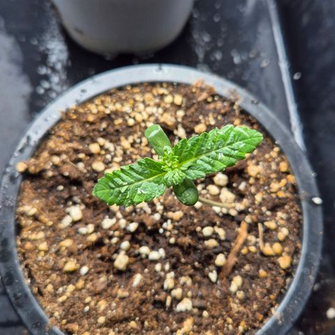 Banana Punch Mango growlog timeline photo