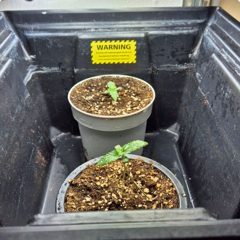 Banana Punch Mango growlog timeline photo