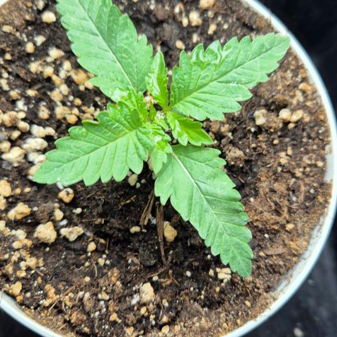 Banana Punch Mango growlog timeline photo