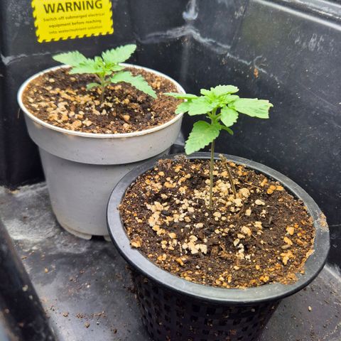 Banana Punch Mango growlog timeline photo