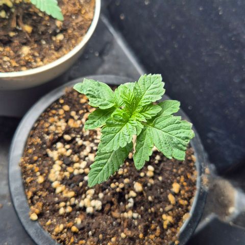 Banana Punch Mango growlog timeline photo