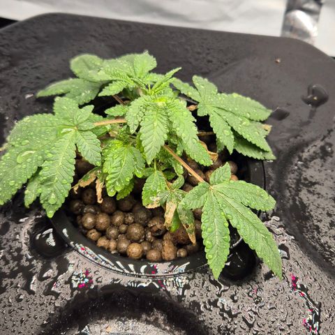 Afghan Lemon growlog timeline photo