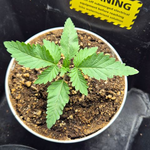 Afghan Lemon growlog timeline photo