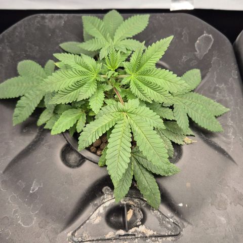 Afghan Lemon growlog timeline photo
