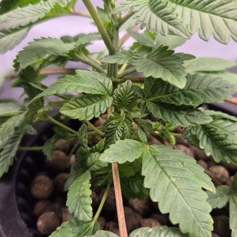 Afghan Lemon growlog timeline photo