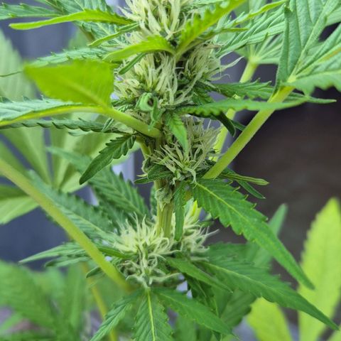 Moby Dick Auto growlog timeline photo