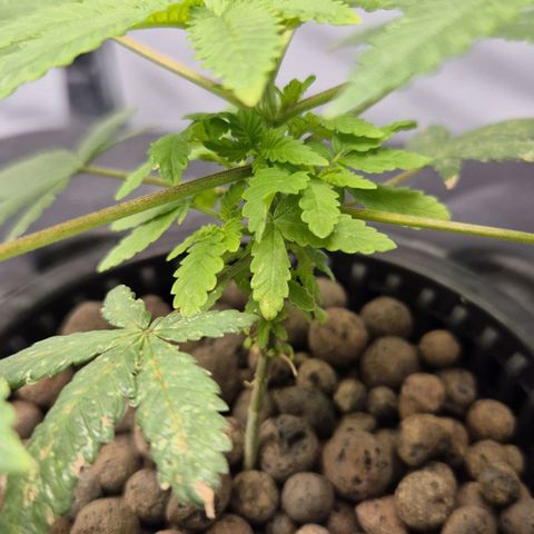Afghan Lemon growlog timeline photo