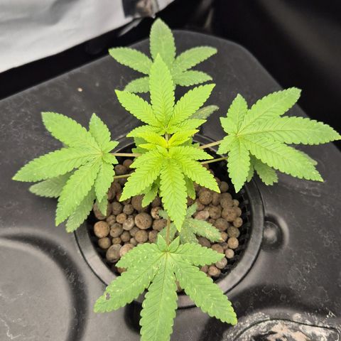 Afghan Lemon growlog timeline photo