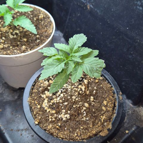 Banana Punch Mango growlog timeline photo