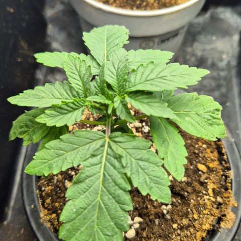 Banana Punch Mango growlog timeline photo