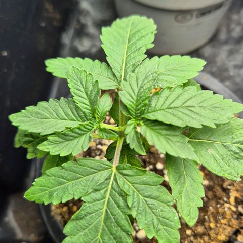 Banana Punch Mango growlog timeline photo