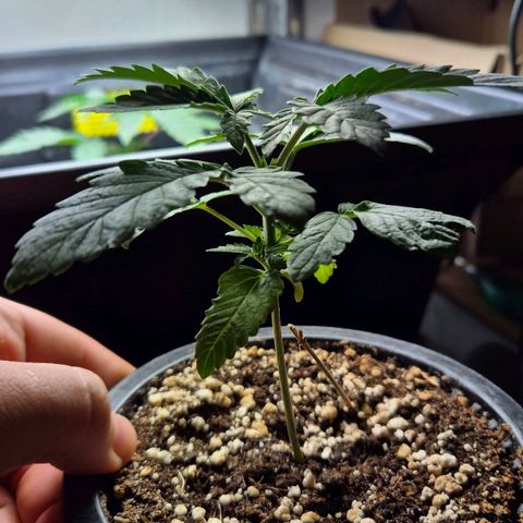 Banana Punch Mango growlog timeline photo