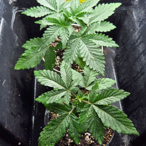 Banana Punch Mango growlog timeline photo