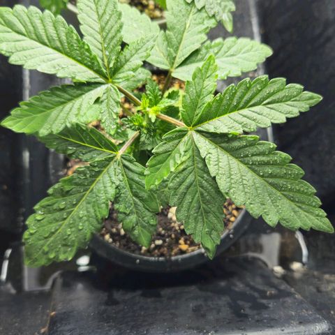 Banana Punch Mango growlog timeline photo