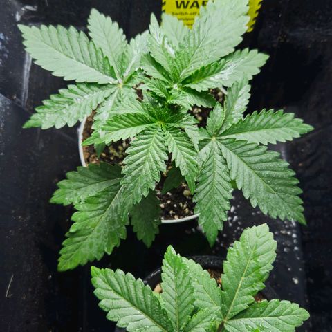 Banana Punch Mango growlog timeline photo