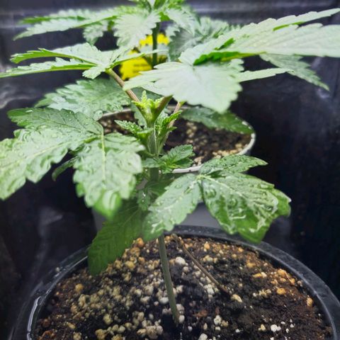 Banana Punch Mango growlog timeline photo