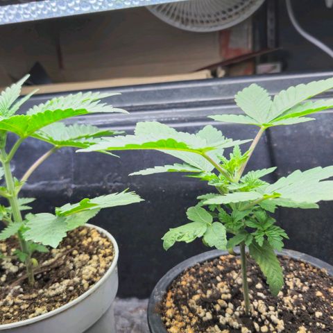 Banana Punch Mango growlog timeline photo