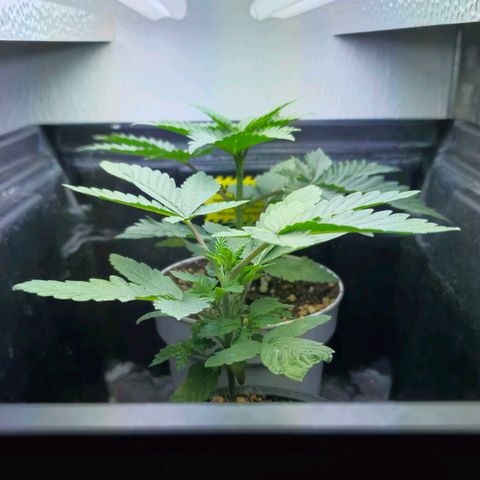 Banana Punch Mango growlog timeline photo