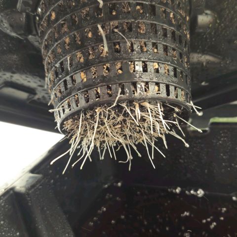 Banana Punch Mango growlog timeline photo