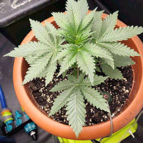 Banana Punch Mango growlog timeline photo