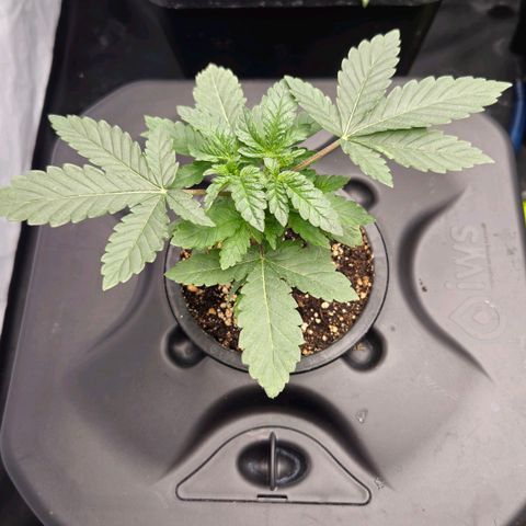 Banana Punch Mango growlog timeline photo