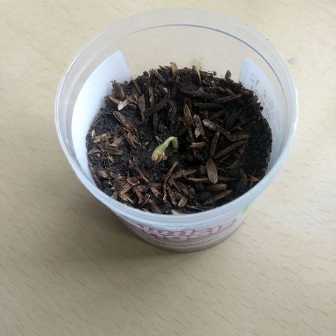 Acertijo  growlog timeline photo
