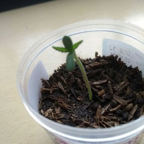 Acertijo  growlog photo: Vamos para arriba 