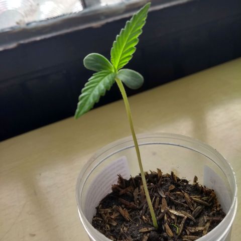Acertijo  growlog timeline photo