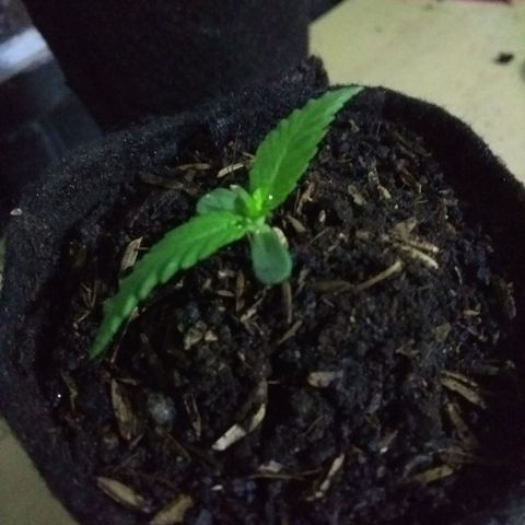 Acertijo  growlog photo: Vas a crecer grande y fuerte 