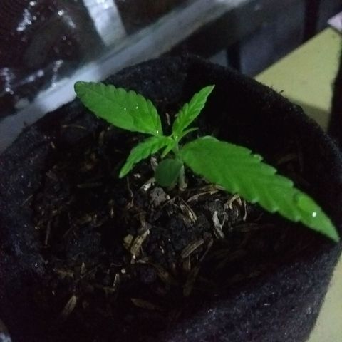 Acertijo  growlog timeline photo