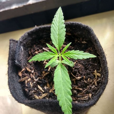 Acertijo  growlog photo: Creciendo grande y fuerte 