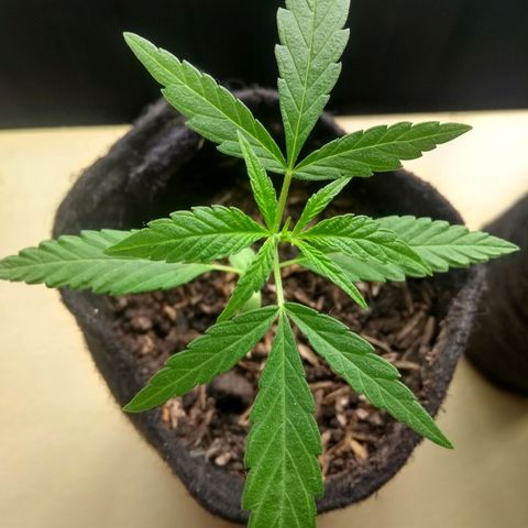 Acertijo  growlog timeline photo