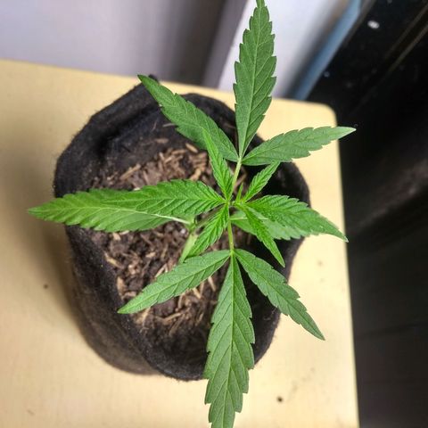 Acertijo  growlog photo: Hermosa 😘